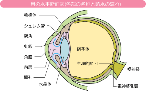 目の水平断面図(各部の名称と防水の流れ)